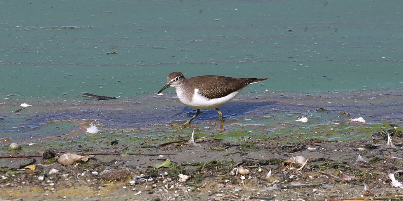 Chevalier guignette (Actitis hypoleucos) © Nicolas Macaire / LPO